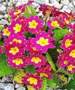 Purple Yellow Primrose paint by numbers