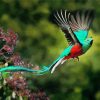 Quetzal Bird Flying paint by numbers