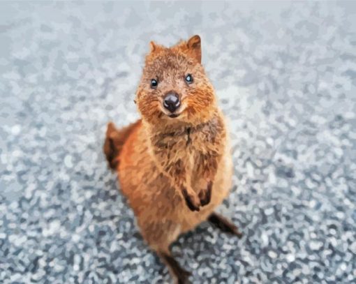 Cute Quokka Animal paint by numbers