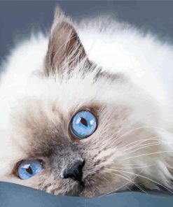 Ragdoll With Blue Eyes paint by numbers