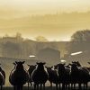 Ranching Silhouette paint by numbers