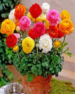 Ranunculus Flowers In Pot paint by numbers