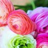 Ranunculus Roses Flowers paint by numbers