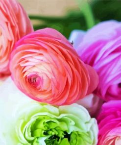 Ranunculus Roses Flowers paint by numbers