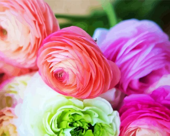 Ranunculus Roses Flowers paint by numbers