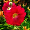 Red Blooming Hollyhocks paint by numbers