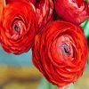 Red Ranunculus paint by numbers