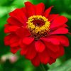 Beautiful Red Zinnia paint by numbers