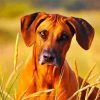 Cute Rhodesian Ridgeback paint by numbers