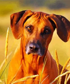 Cute Rhodesian Ridgeback paint by numbers