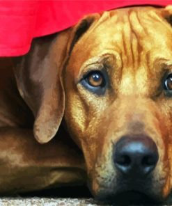 Rhodesian Ridgeback Head paint by numbers