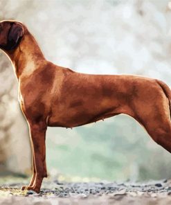 Adorable Rhodesian Ridgeback paint by numbers