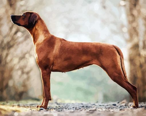 Adorable Rhodesian Ridgeback paint by numbers