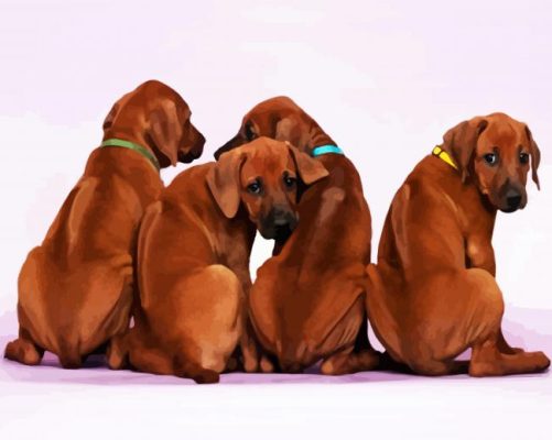 Rhodesian Ridgeback Puppies paint by numbers