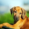 Rhodesian Ridgeback Puppy Animal paint by numbers