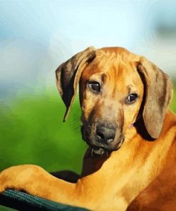 Rhodesian Ridgeback Puppy Animal paint by numbers