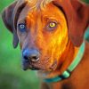 Rhodesian Ridgeback Dog paint by numbers