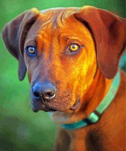 Rhodesian Ridgeback Dog paint by numbers