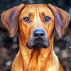 Aesthetic Rhodesian Ridgeback paint by numbers