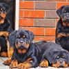 Rottweiler Family Dogs paint by numbers