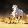 Running Andalusian Horse paint by numbers