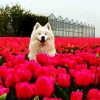 Samoyed Dog Between Flowers paint by numbers