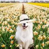 Samoyed Enjoying The Spring paint byb numbers