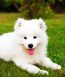 Samoyed Puppy paint by numbers