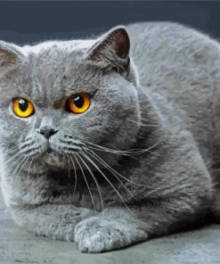 Cute Scottish Fold Cat paint by numbers