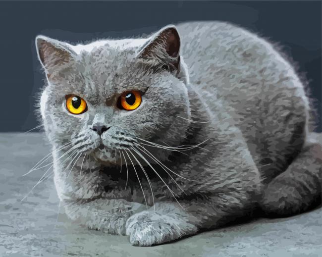 Cute Scottish Fold Cat paint by numbers