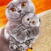 Adorable Scottish Fold Cat paint by numbers