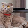 Scottish Fold Cat paint byb numbers