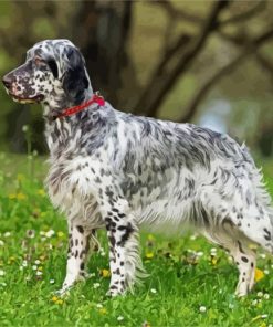 Aesthetic Setter Dog paint by numbers