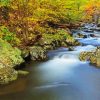 Shenandoah National Park Landscape piant by numbers