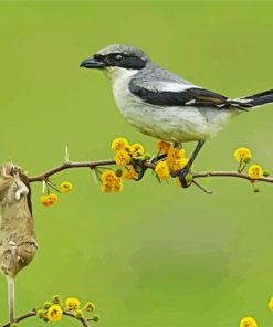 Shrike Bird With Mouse paint byb numbers