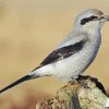 Cute Shrike Bird paint by numbers