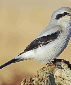 Cute Shrike Bird paint by numbers