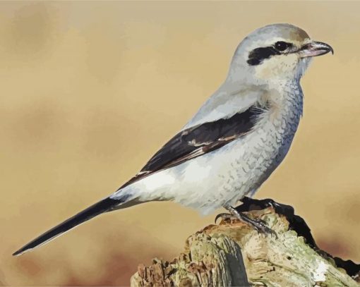 Cute Shrike Bird paint by numbers