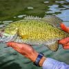 Smallmouth Fish paint by numbers