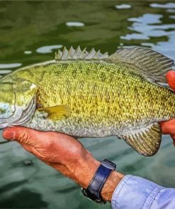 Smallmouth Fish paint by numbers