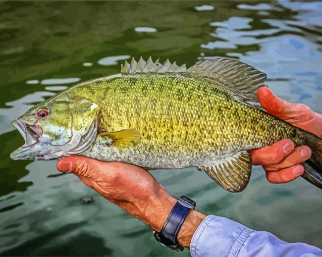 Smallmouth Fish paint by numbers