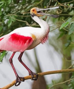 Spoonbill On Stick paint by numbers