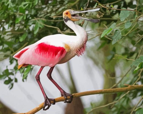 Spoonbill On Stick paint by numbers