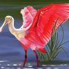 Spoonbill Pink Bird paint by numbers