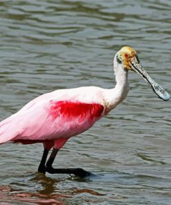 Spoonbill Bird In Water paint by numbers