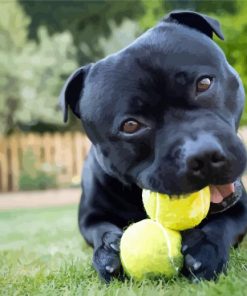 Staffordshire Bull Terrier With Tennis Ball paint by numbers