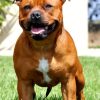 Brown Staffordshire Bull Terrier paint by numbers