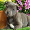 Adorable Staffy Puppy paint by numbers