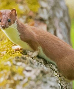 Cute Stoat Animal paint by numbers