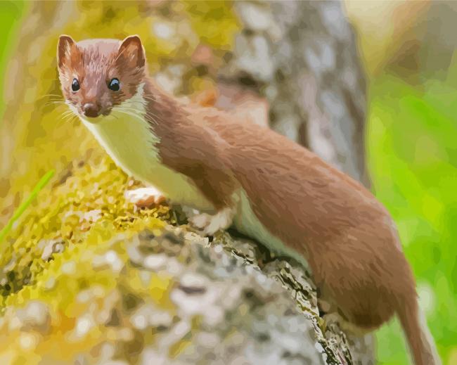 Cute Stoat Animal paint by numbers